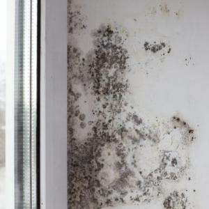 Cape Coral Mold Remediation