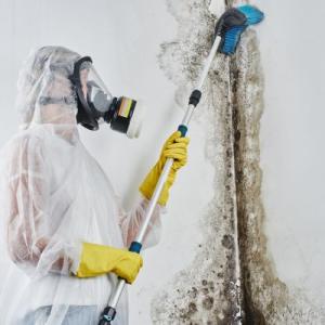 Cape Coral Mold Removal